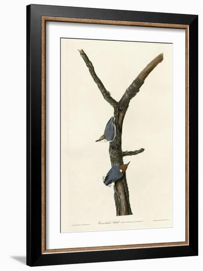 Brown Headed Nuthatch-null-Framed Giclee Print