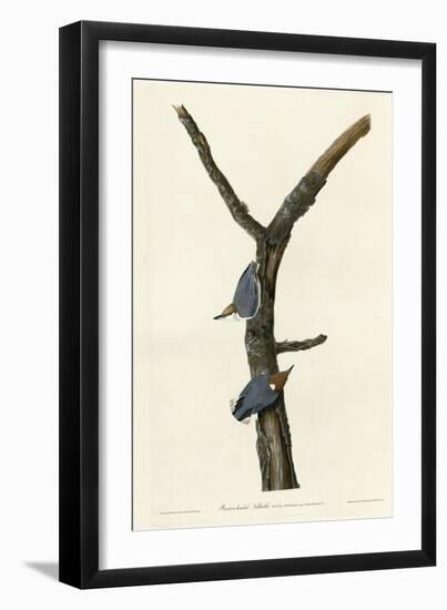 Brown Headed Nuthatch-null-Framed Giclee Print