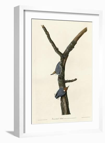 Brown Headed Nuthatch-null-Framed Giclee Print