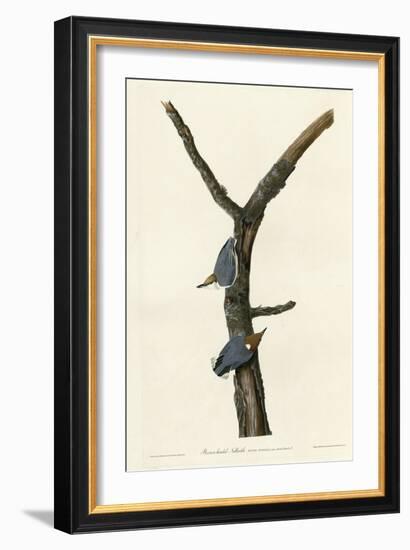 Brown Headed Nuthatch-null-Framed Giclee Print