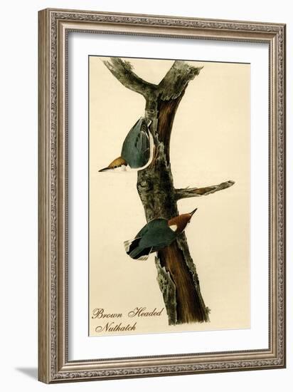 Brown Headed Nuthatch-John James Audubon-Framed Art Print