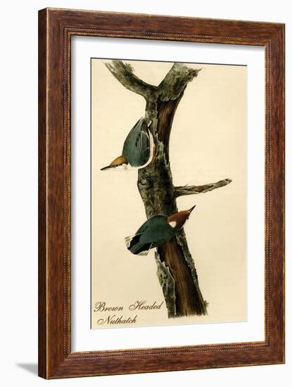 Brown Headed Nuthatch-John James Audubon-Framed Art Print