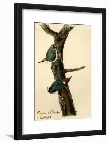 Brown Headed Nuthatch-John James Audubon-Framed Art Print