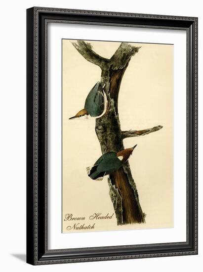 Brown Headed Nuthatch-John James Audubon-Framed Art Print