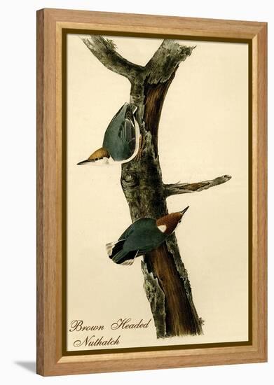 Brown Headed Nuthatch-John James Audubon-Framed Stretched Canvas