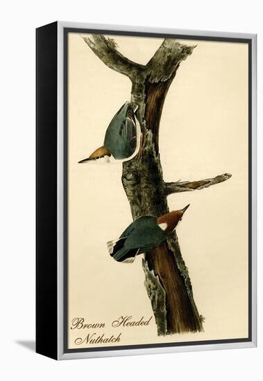 Brown Headed Nuthatch-John James Audubon-Framed Stretched Canvas
