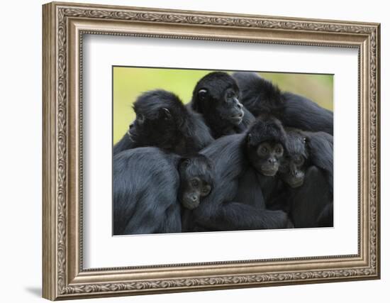 Brown Headed Spider Monkey (Ateles Fusciceps) Group Resting Together-Edwin Giesbers-Framed Photographic Print