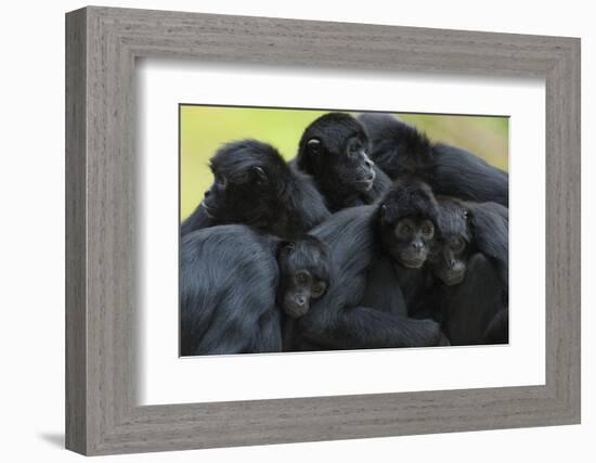 Brown Headed Spider Monkey (Ateles Fusciceps) Group Resting Together-Edwin Giesbers-Framed Photographic Print