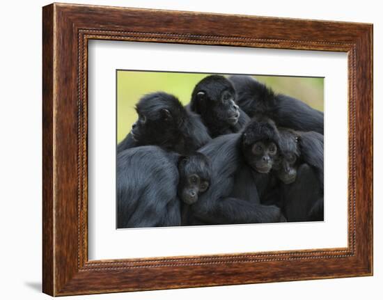 Brown Headed Spider Monkey (Ateles Fusciceps) Group Resting Together-Edwin Giesbers-Framed Photographic Print