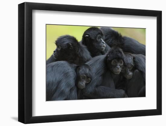 Brown Headed Spider Monkey (Ateles Fusciceps) Group Resting Together-Edwin Giesbers-Framed Photographic Print