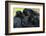 Brown Headed Spider Monkey (Ateles Fusciceps) Group Resting Together-Edwin Giesbers-Framed Photographic Print