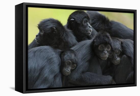 Brown Headed Spider Monkey (Ateles Fusciceps) Group Resting Together-Edwin Giesbers-Framed Premier Image Canvas