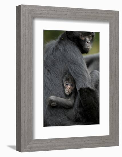 Brown Headed Spider Monkey (Ateles Fusciceps) Mother and Baby-Edwin Giesbers-Framed Photographic Print