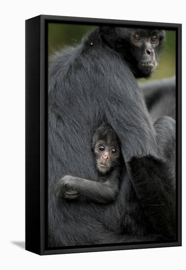 Brown Headed Spider Monkey (Ateles Fusciceps) Mother and Baby-Edwin Giesbers-Framed Premier Image Canvas
