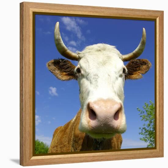 Brown Holstein Cow In The Field Looking At You-Volokhatiuk-Framed Premier Image Canvas