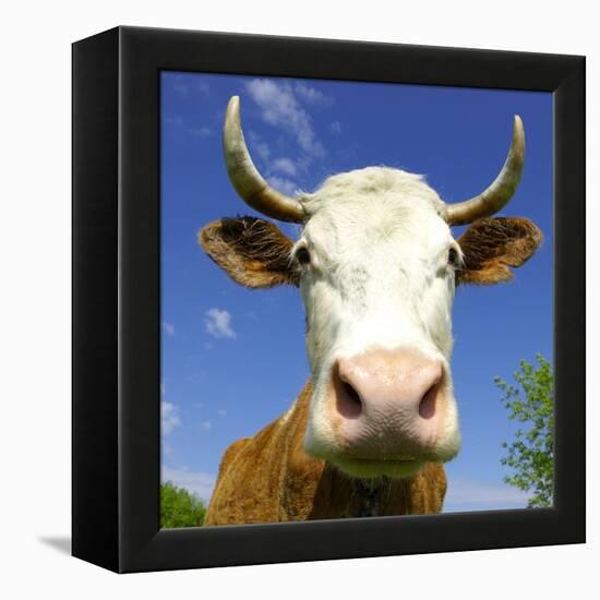 Brown Holstein Cow In The Field Looking At You-Volokhatiuk-Framed Premier Image Canvas