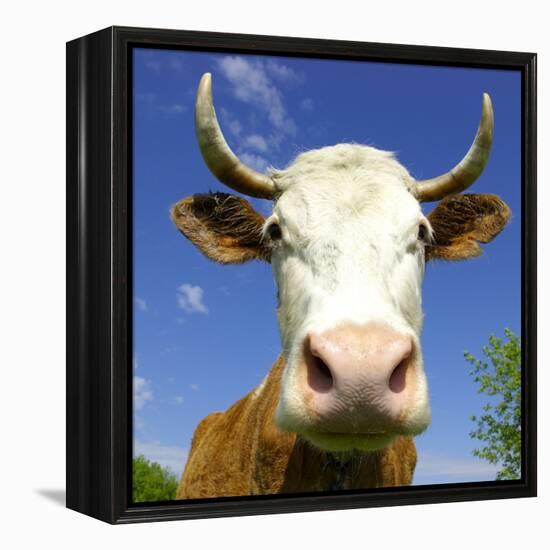 Brown Holstein Cow In The Field Looking At You-Volokhatiuk-Framed Premier Image Canvas