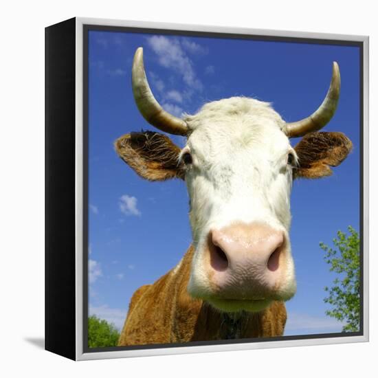 Brown Holstein Cow In The Field Looking At You-Volokhatiuk-Framed Premier Image Canvas