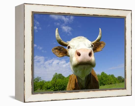 Brown Holstein Cow In The Field Looking At You-Volokhatiuk-Framed Premier Image Canvas