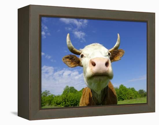 Brown Holstein Cow In The Field Looking At You-Volokhatiuk-Framed Premier Image Canvas