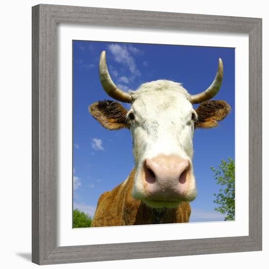 Brown Holstein Cow In The Field Looking At You-Volokhatiuk-Framed Photographic Print