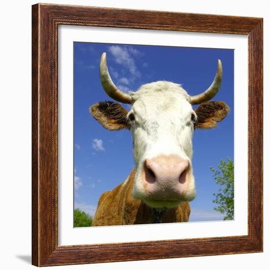 Brown Holstein Cow In The Field Looking At You-Volokhatiuk-Framed Photographic Print