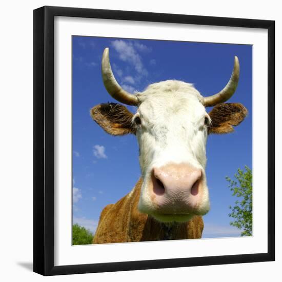 Brown Holstein Cow In The Field Looking At You-Volokhatiuk-Framed Photographic Print