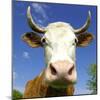 Brown Holstein Cow In The Field Looking At You-Volokhatiuk-Mounted Photographic Print