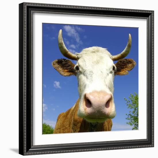 Brown Holstein Cow In The Field Looking At You-Volokhatiuk-Framed Photographic Print