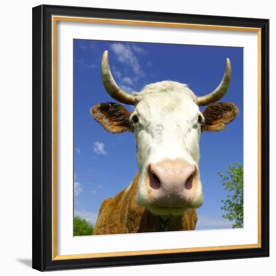 Brown Holstein Cow In The Field Looking At You-Volokhatiuk-Framed Photographic Print