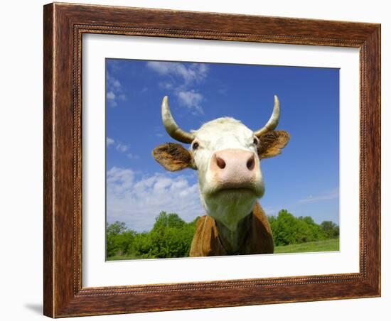 Brown Holstein Cow In The Field Looking At You-Volokhatiuk-Framed Photographic Print