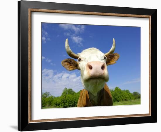 Brown Holstein Cow In The Field Looking At You-Volokhatiuk-Framed Photographic Print