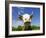Brown Holstein Cow In The Field Looking At You-Volokhatiuk-Framed Photographic Print