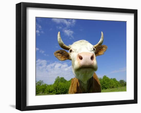 Brown Holstein Cow In The Field Looking At You-Volokhatiuk-Framed Photographic Print