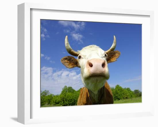 Brown Holstein Cow In The Field Looking At You-Volokhatiuk-Framed Photographic Print