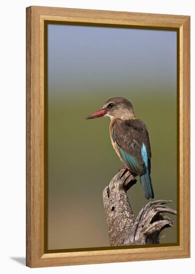 Brown-Hooded Kingfisher (Halcyon Albiventris), Kruger National Park, South Africa, Africa-James Hager-Framed Premier Image Canvas