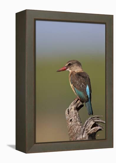 Brown-Hooded Kingfisher (Halcyon Albiventris), Kruger National Park, South Africa, Africa-James Hager-Framed Premier Image Canvas