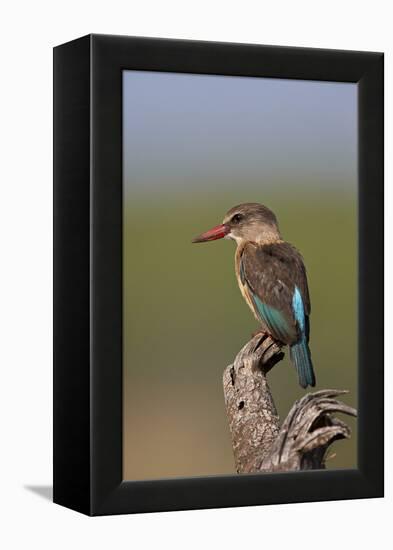 Brown-Hooded Kingfisher (Halcyon Albiventris), Kruger National Park, South Africa, Africa-James Hager-Framed Premier Image Canvas