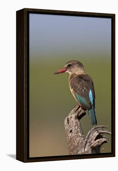 Brown-Hooded Kingfisher (Halcyon Albiventris), Kruger National Park, South Africa, Africa-James Hager-Framed Premier Image Canvas