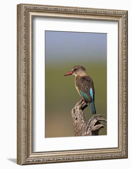 Brown-Hooded Kingfisher (Halcyon Albiventris), Kruger National Park, South Africa, Africa-James Hager-Framed Photographic Print