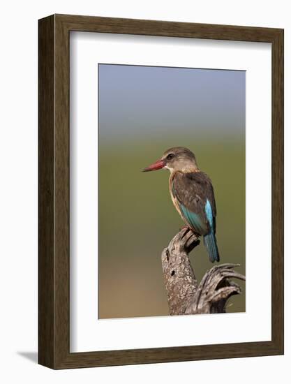 Brown-Hooded Kingfisher (Halcyon Albiventris), Kruger National Park, South Africa, Africa-James Hager-Framed Photographic Print
