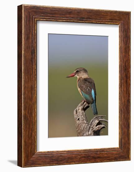 Brown-Hooded Kingfisher (Halcyon Albiventris), Kruger National Park, South Africa, Africa-James Hager-Framed Photographic Print