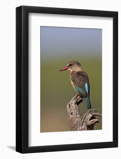 Brown-Hooded Kingfisher (Halcyon Albiventris), Kruger National Park, South Africa, Africa-James Hager-Framed Photographic Print