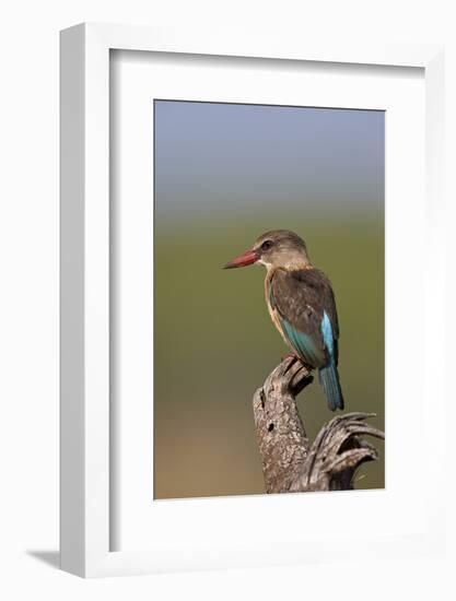 Brown-Hooded Kingfisher (Halcyon Albiventris), Kruger National Park, South Africa, Africa-James Hager-Framed Photographic Print