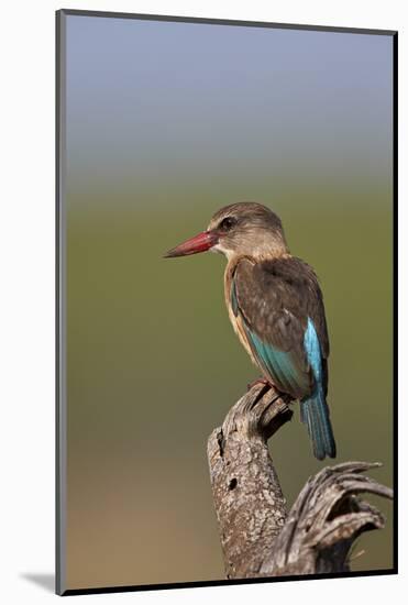 Brown-Hooded Kingfisher (Halcyon Albiventris), Kruger National Park, South Africa, Africa-James Hager-Mounted Photographic Print