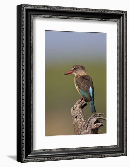 Brown-Hooded Kingfisher (Halcyon Albiventris), Kruger National Park, South Africa, Africa-James Hager-Framed Photographic Print