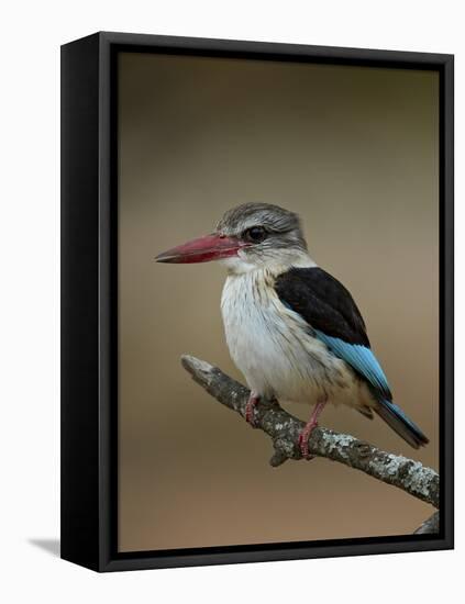 Brown-hooded kingfisher (Halcyon albiventris), Kruger National Park, South Africa, Africa-James Hager-Framed Premier Image Canvas