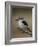 Brown-hooded kingfisher (Halcyon albiventris), Kruger National Park, South Africa, Africa-James Hager-Framed Photographic Print