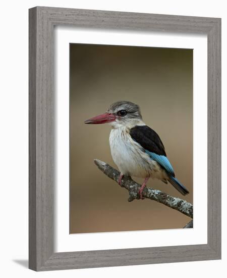 Brown-hooded kingfisher (Halcyon albiventris), Kruger National Park, South Africa, Africa-James Hager-Framed Photographic Print