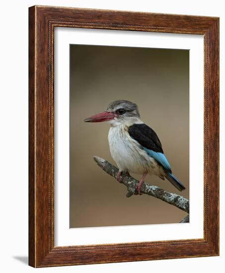 Brown-hooded kingfisher (Halcyon albiventris), Kruger National Park, South Africa, Africa-James Hager-Framed Photographic Print